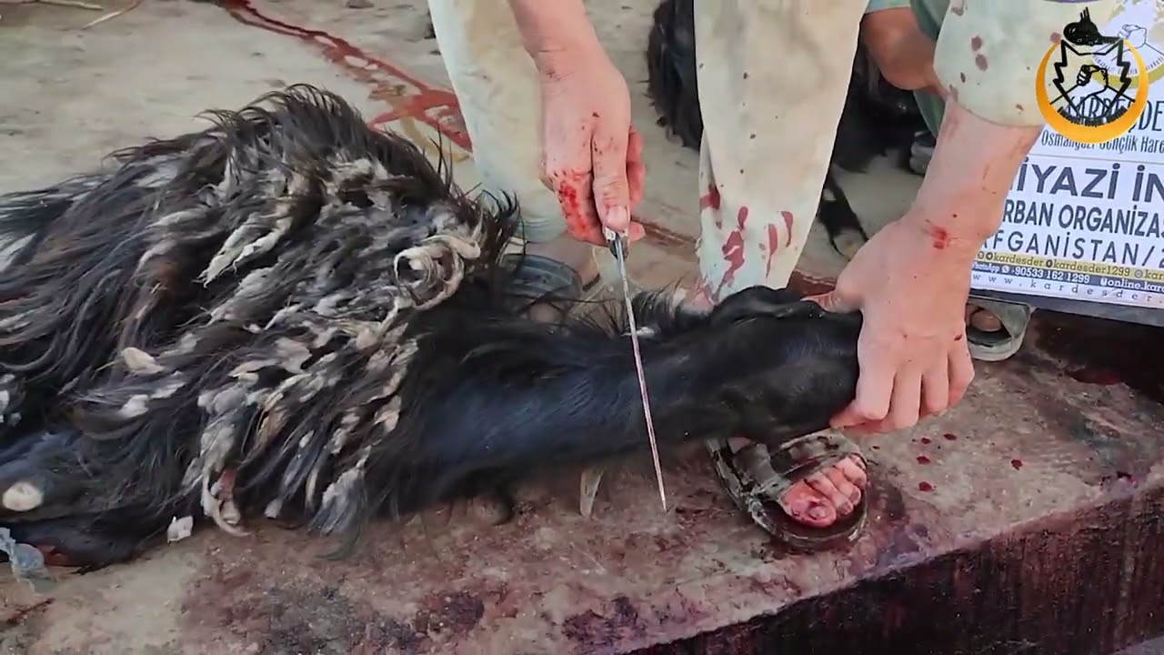 AFGANİSTAN'DA KURBAN BAĞIŞIN İLE KALPLERİ SEVİNDİR