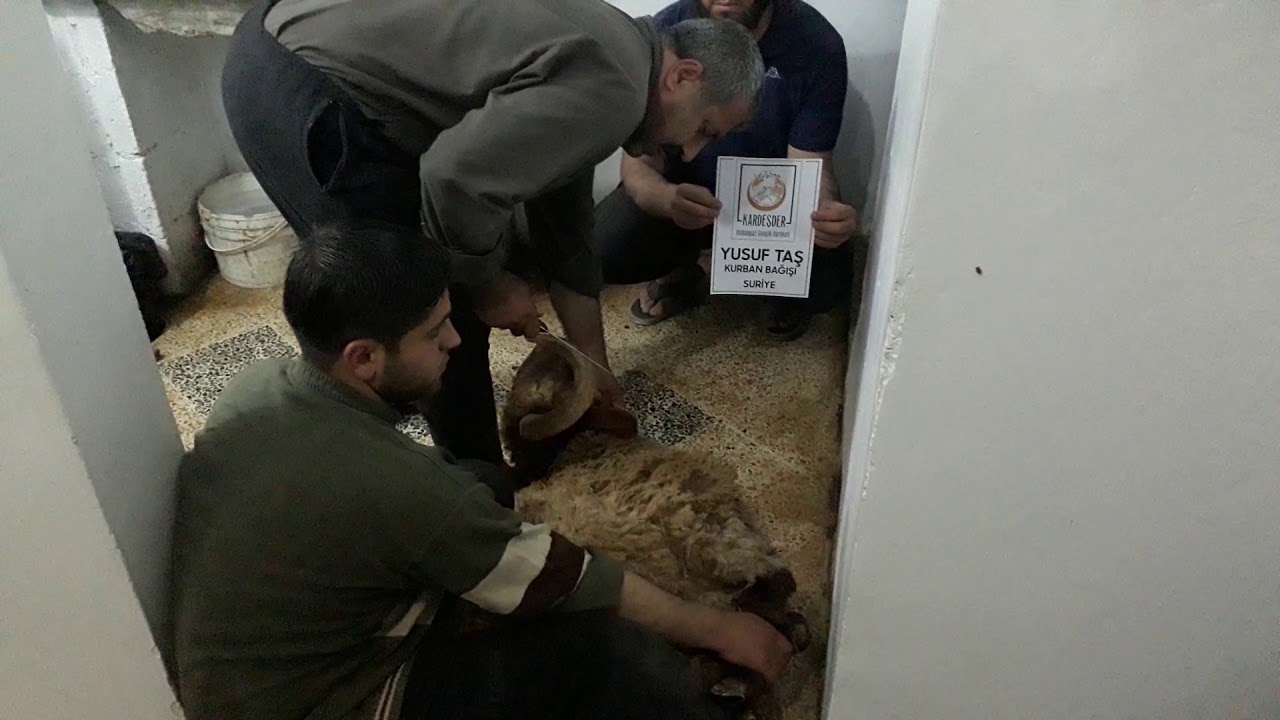 Suriye'de akika adak ve hayır kurbanlarınızı kesiyor mazlumlara dağıtıyoruz