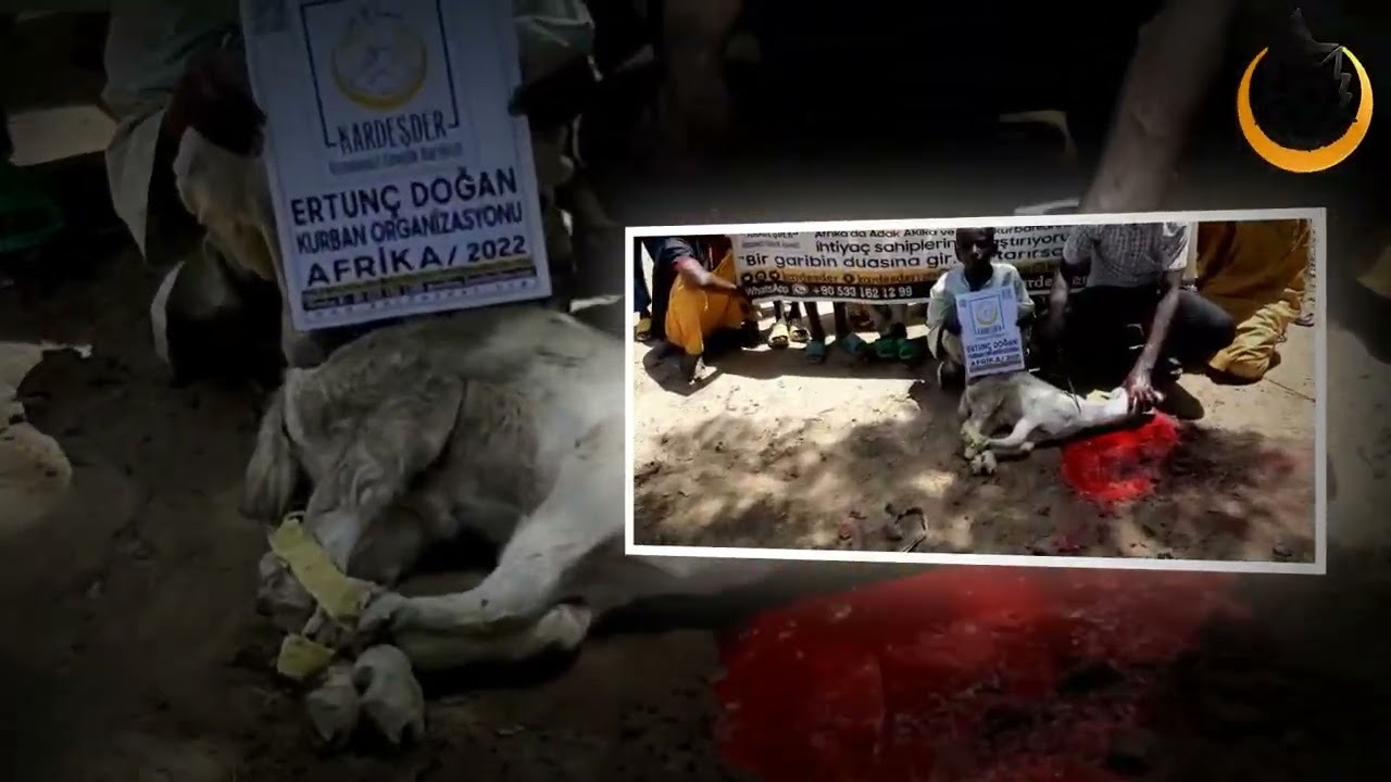 KURBAN BAĞIŞLARINIZ AFRİKA'NIN YETİM VE MAZLUMLARINA HAYAT OLUYOR