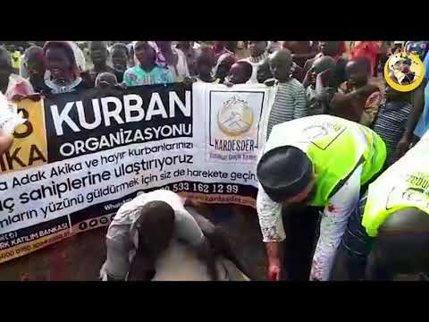 Afrika'da kurbanlarımız kesildi