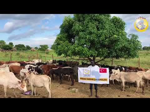 Afrika için kurbanlarımızı aldık