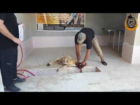 AKİKA KURBANLARINIZI SAVAŞ BELDELERİNDE KESİYORUZ