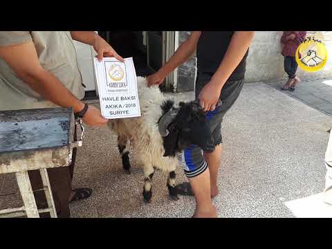 İDLİB AKİKA KURBANI:  HAVLE BAKSI