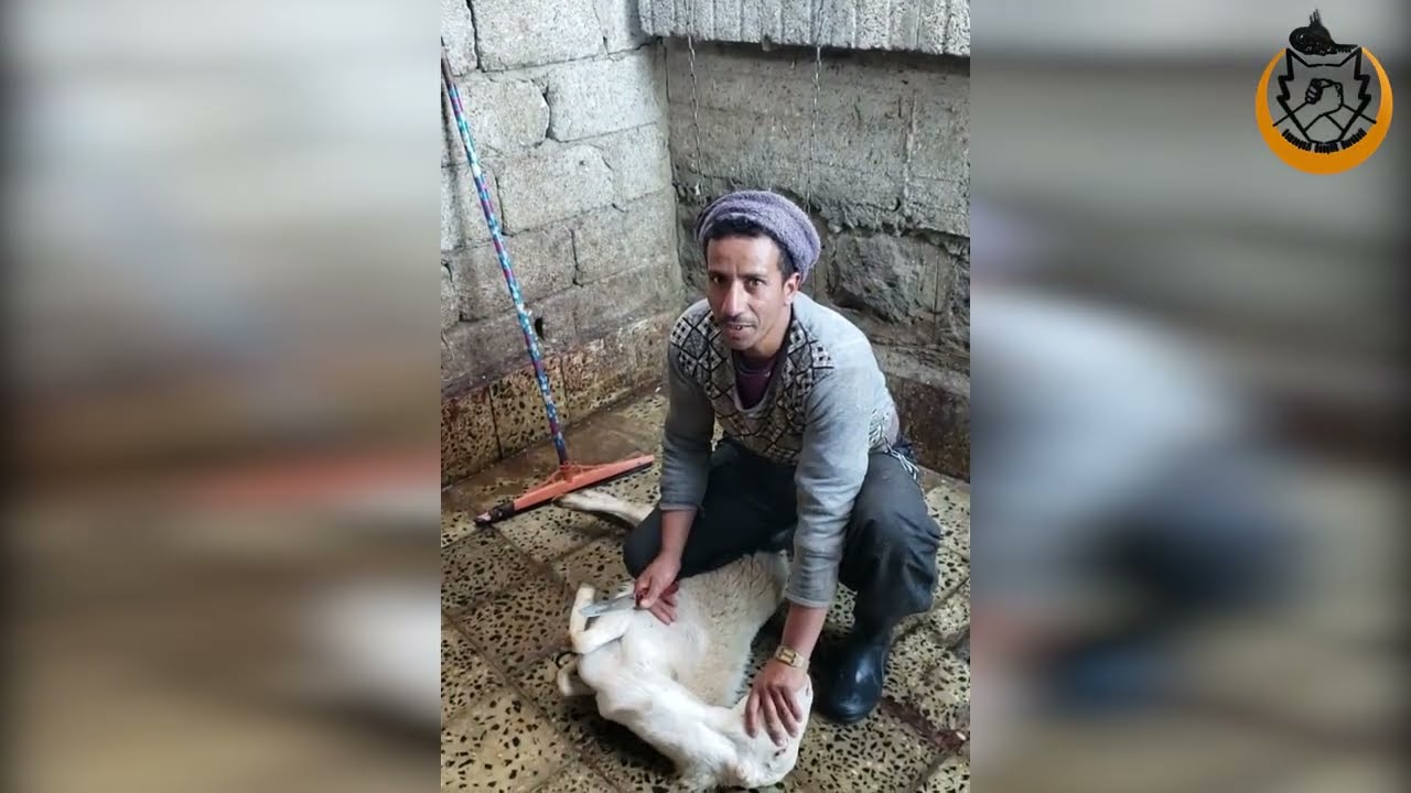 KURBANLARINIZI YEMEN'DE KESMEYE DEVAM EDİYORUZ