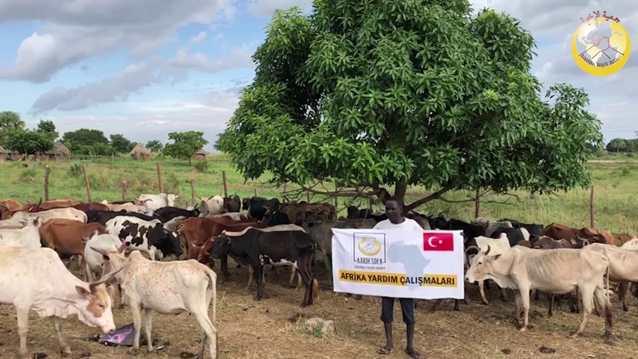 Afrika için kurbanlarımızı aldık