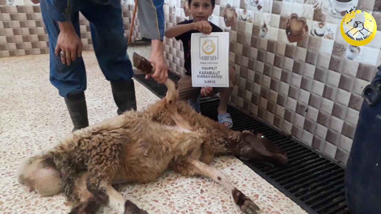 Suriye Akika Kurbanı Bağışı