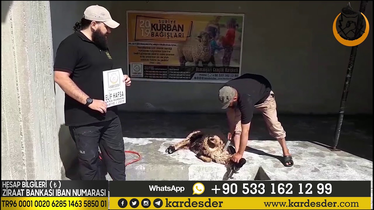 AKİKA KURBANLARINIZI YETİMLER İÇİN KESİYORUZ