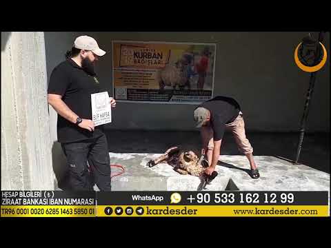 AKİKA KURBANLARINIZI YETİMLER İÇİN KESİYORUZ