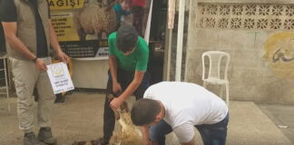 Suriyede hayır kurbanı 02