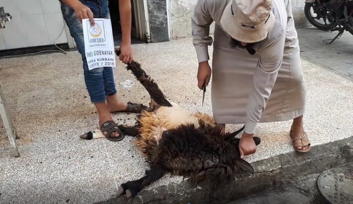 Suriyede akika kurbanı 01 Suriyede akika kurbanı 01