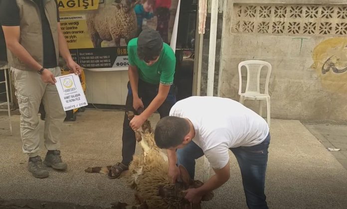 Suriyede hayır kurbanı 02 Suriyede hayır kurbanı 02
