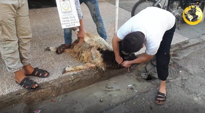 Suriye hayır kurbanı bağışı 01 Suriye hayır kurbanı bağışı 01