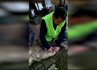 Hayır kurbanlarınız Türkiyede de yetim ailelerini sevindiriyor 01