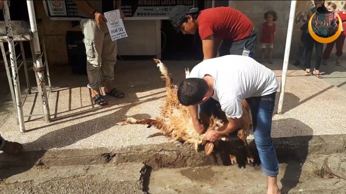 İdlib Akika Kurbanı Havle Baksı 01 İdlib Akika Kurbanı Havle Baksı 01