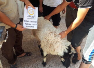 İdlib Akika Kurbanı 01
