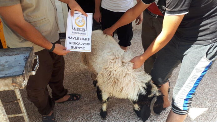 İdlib Akika Kurbanı 01
