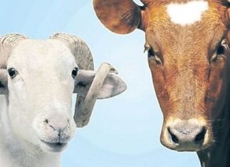 Kurban nedir Meşruluğu Fazileti ve Hükmü 01