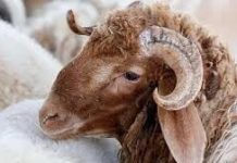 Kurban ne zaman kesilir, hangi güne kadar kurban kesilebilir? Kurban ne zaman kesilir hangi güne kadar kurban kesilebilir 01