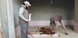 hayir kurbanlariniz İdlİbde kesİlİyor 01