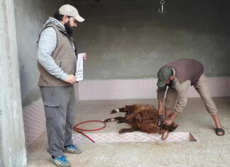 hayir kurbanlariniz İdlİbde kesİlİyor 01