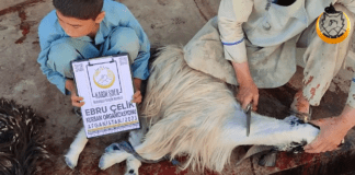Kesilen Kurban Yetime Can