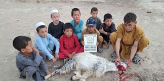 Kurbanlariniz Afganistan In Sevinci