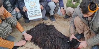 Sen De Kurbanini Afganistan Da Kestirmek Ister Misin