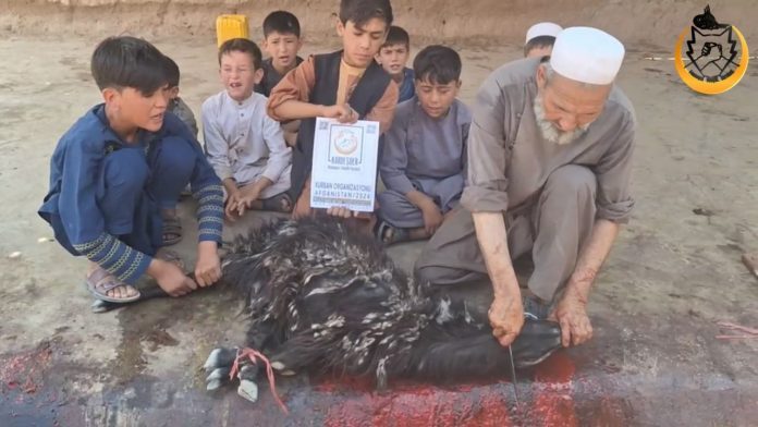 2024 Afganistan Kurban Organizasyonu — 33