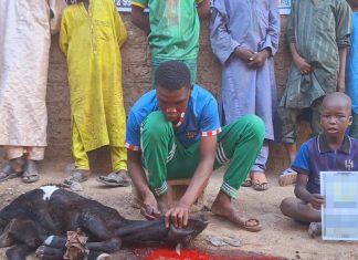 Kurbanın Afrika’daki Mazlumlara Ulaşıyor photo 2025 06 17 18 13 50