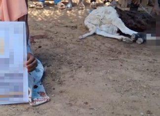 Kurbanın Afrika’nın Yetimlerine Ulaşsın photo 2025 06 20 21 04 49